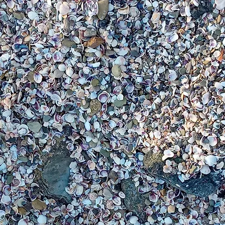 Sea Dreams Sveti Vlas