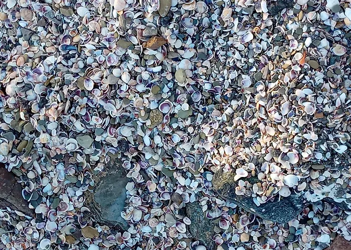 Sea Dreams Свети Влас